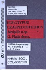 Etiketten zu Craspedostethus hirtipilis (Platia, 2018) (NHMW-ZOO-COL-0007093)